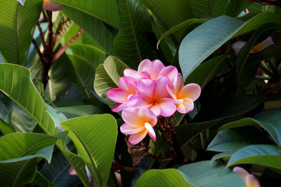 Nature flower leaf