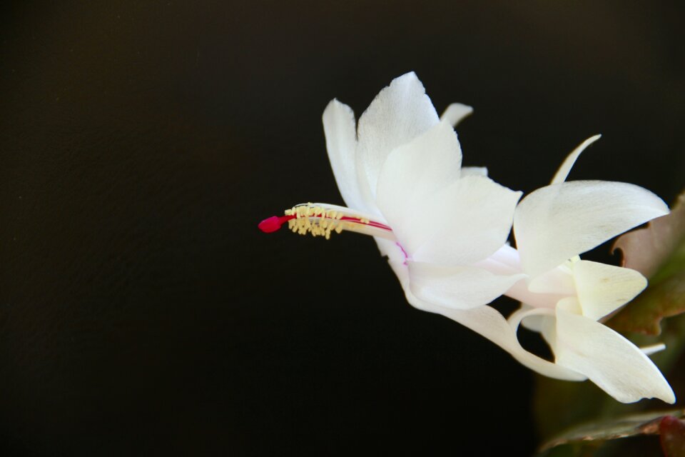 Flower 蟹爪兰 white