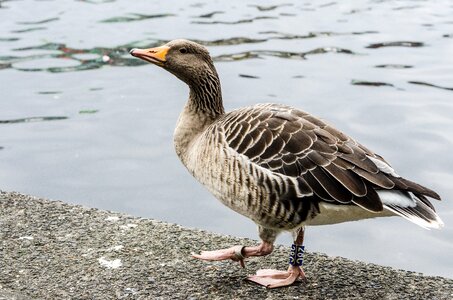 Urban animal pond