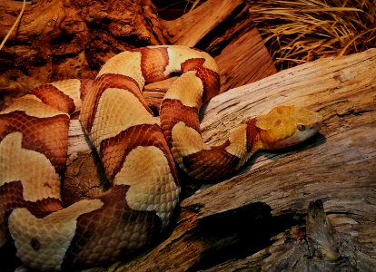 Nordamerikanischer Kupferkopf Nock