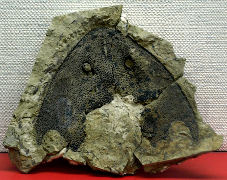 NochelaspisMaeandrine-PaleozoologicalMuseumOfChina-May23-08