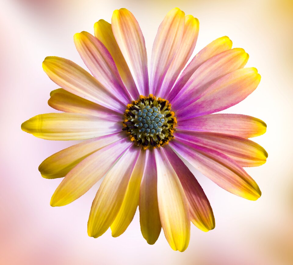Plant summer floral