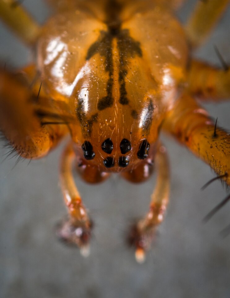 Portrait spider macro