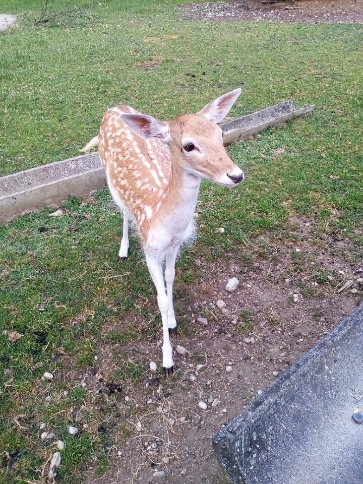 Animals wild roe deer