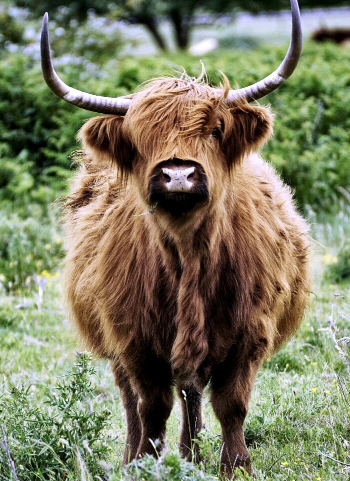 Horns pasture cattle