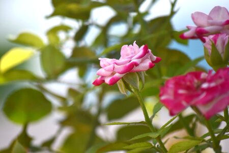 Rose flower nature photo
