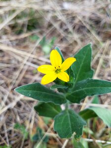 Summer leaf wildflower