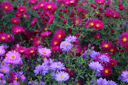 Flowering autumn flowers nature
