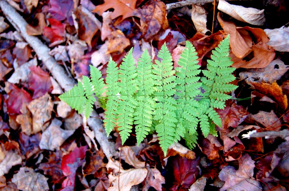 Environment plant outdoors