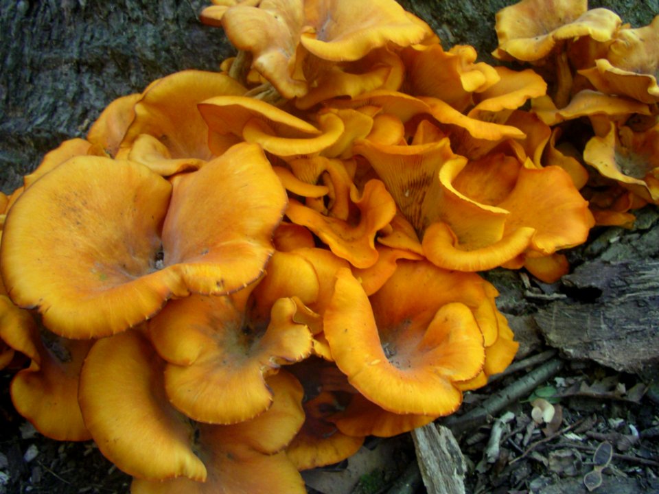 Omphalotus olearius in NE IL
