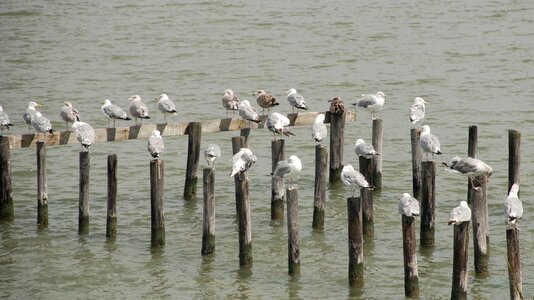 Chesapeake nature outdoor
