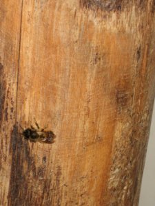 Osmia bicornis-Dortmund-IMG 8134 1