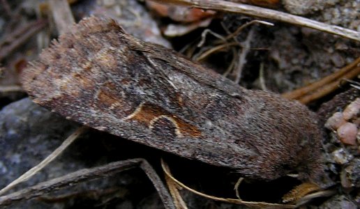 Orthosia gothica0