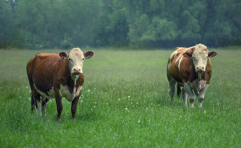 Beef pasture agriculture