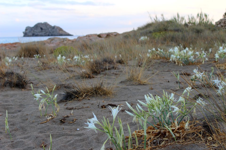 Pancratium Maritinum, an geselligem Standort