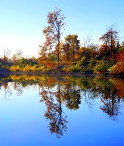 Tree lake waters photo