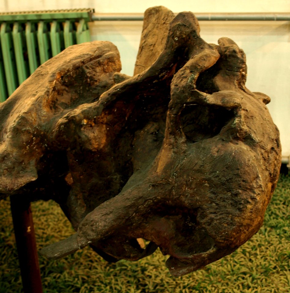 ParakannemeyeriaYoungi(Skull)-PaleozoologicalMuseumOfChina-May23-08