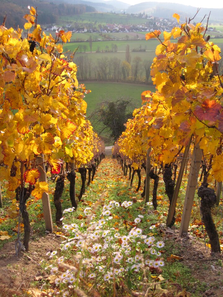 Vineyard vine slope