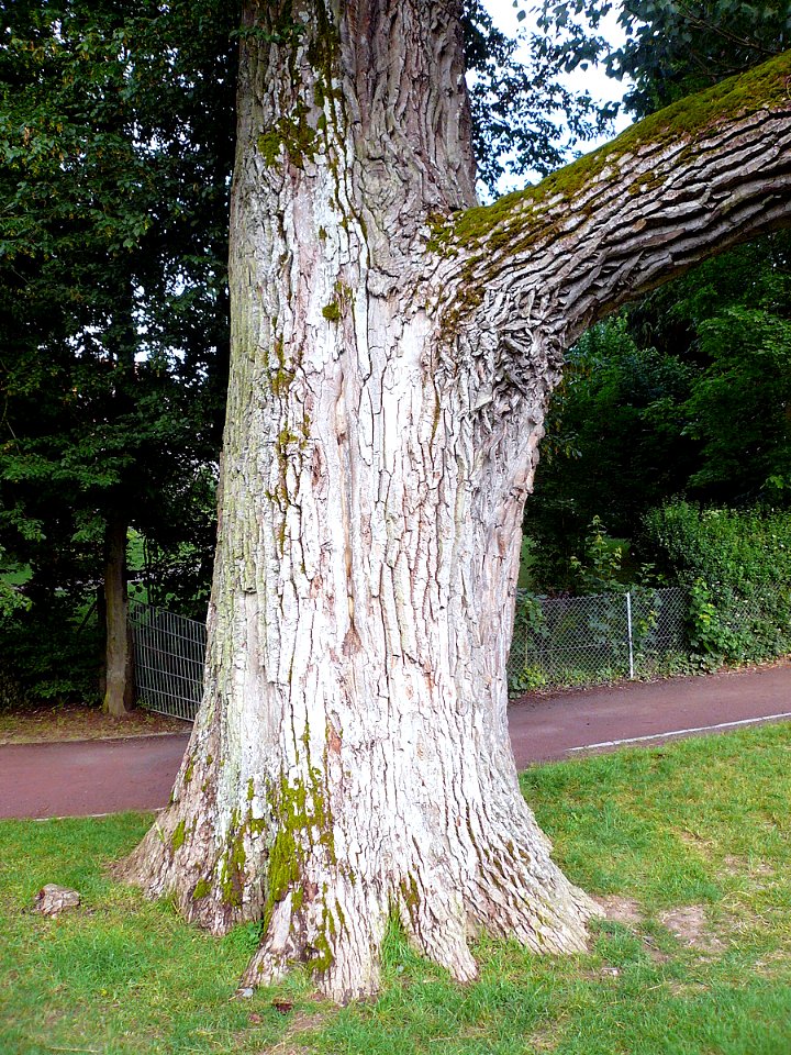 Pappel Bad Kissingen, 4