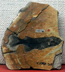 ParalycopteraWui-PaleozoologicalMuseumOfChina-May23-08