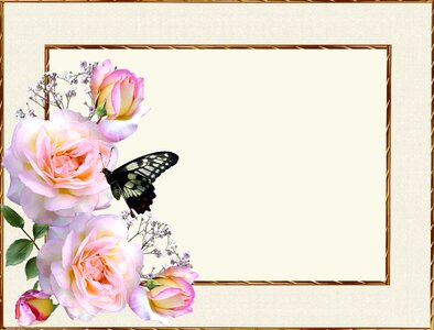 Butterfly insect frame