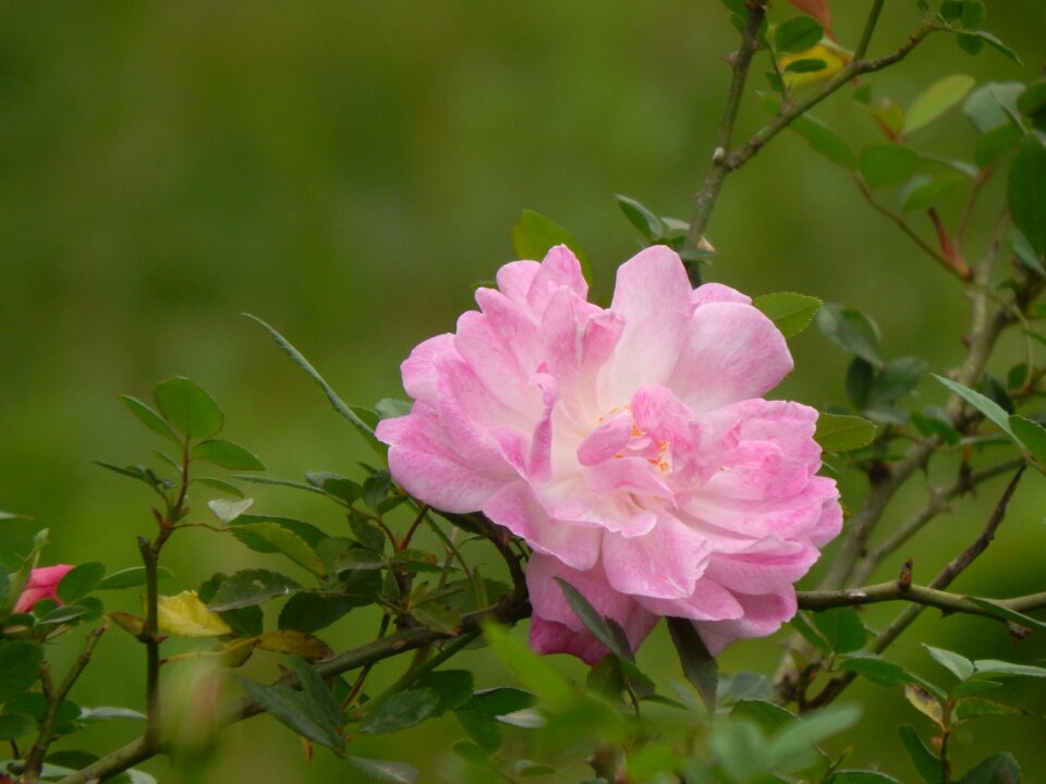 Pink petals pink flower pink