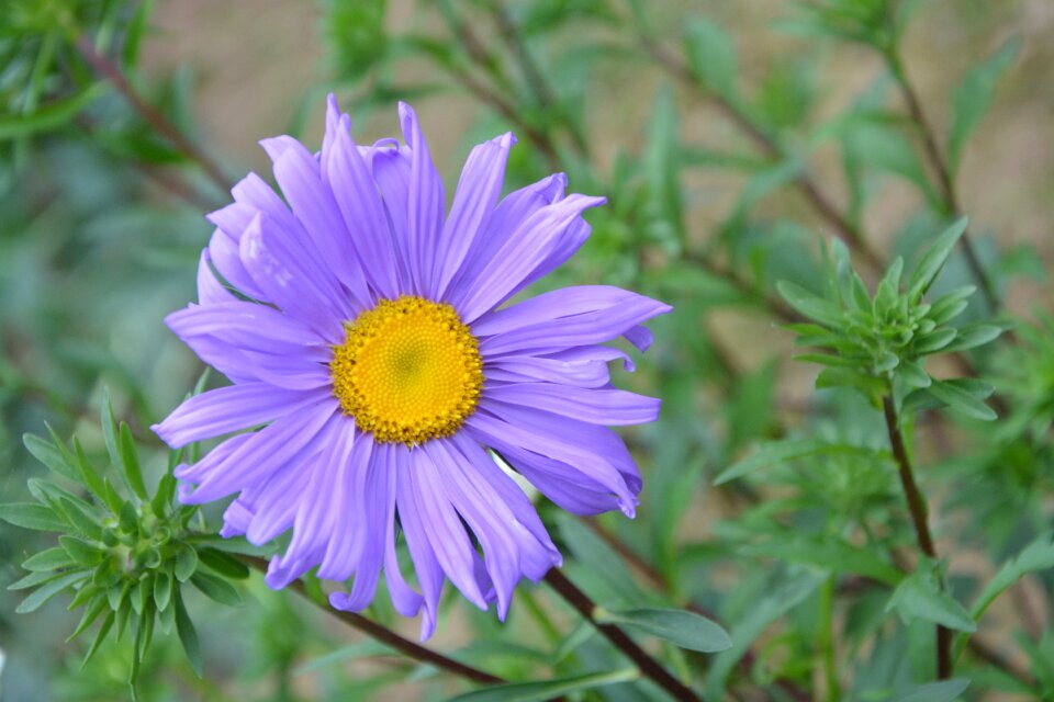 Purple flowers garden plant