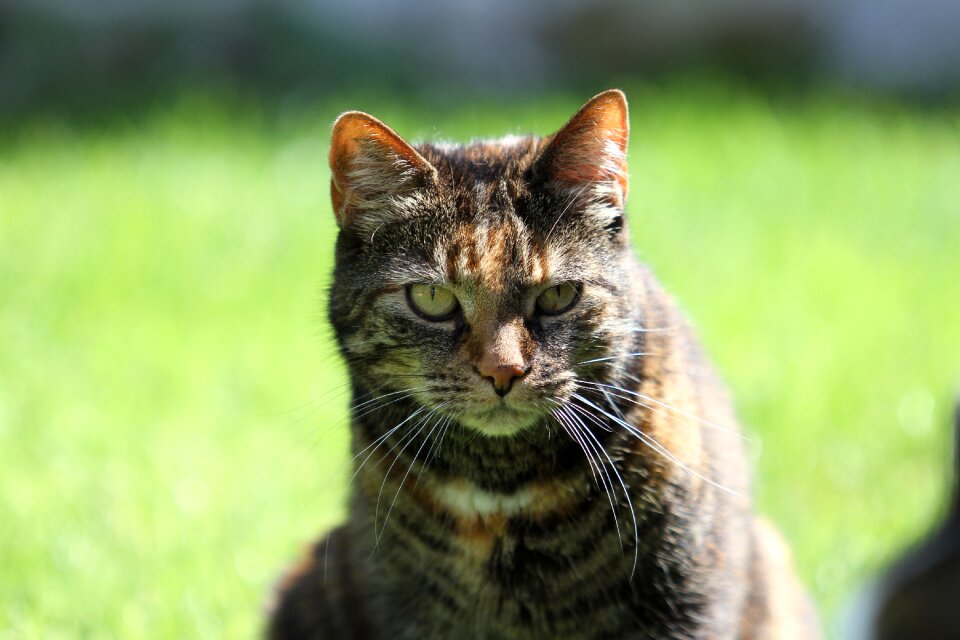 Tortoise shell dear beautiful