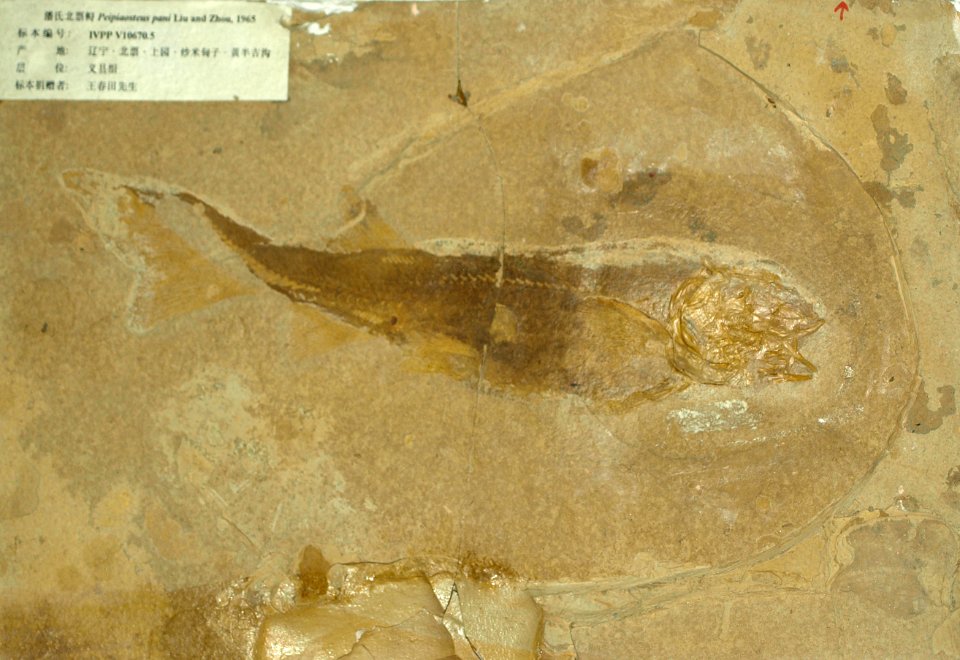 PeipiaosteusPani-PaleozoologicalMuseumOfChina-May23-08