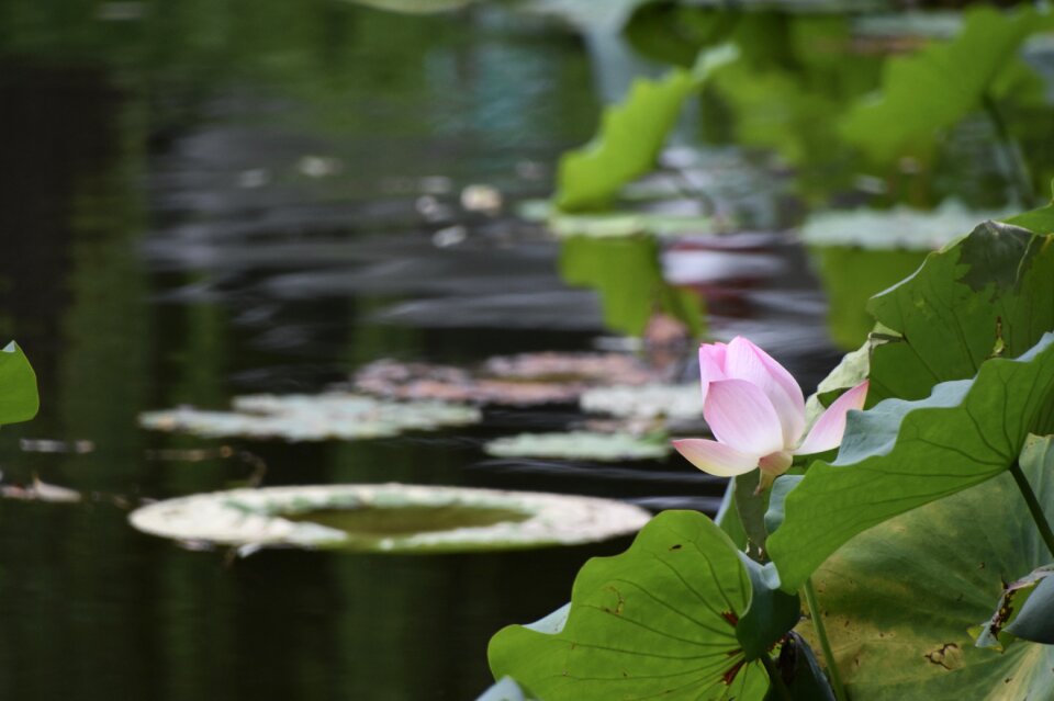 Pond lotus leaf ripples