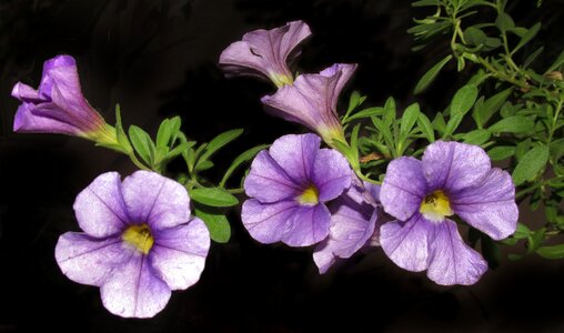 Nature flora garden