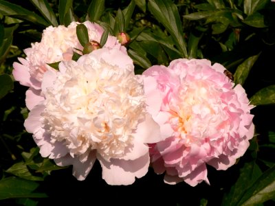 Pfingstrose zart-rosa