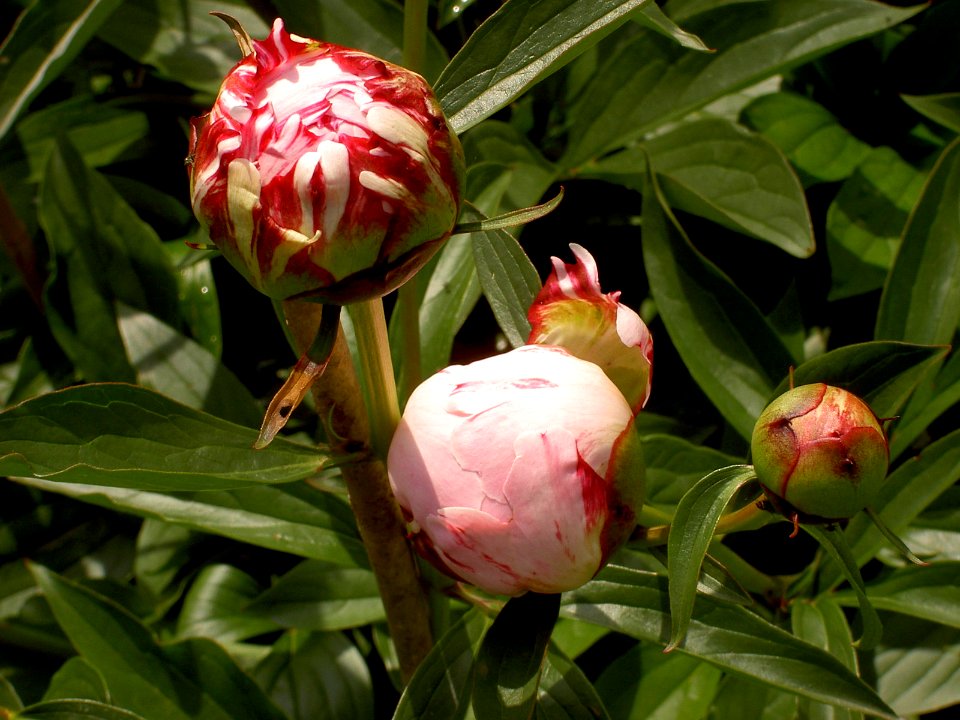 Pfingstrose Knospen