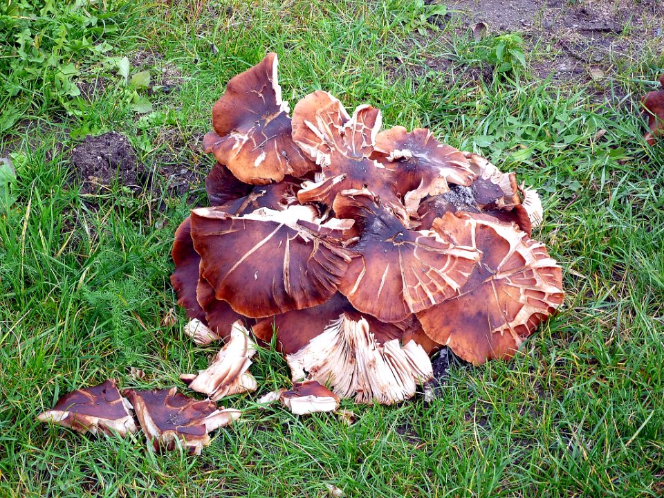 Pilz im Schlosspark Veitshöchheim