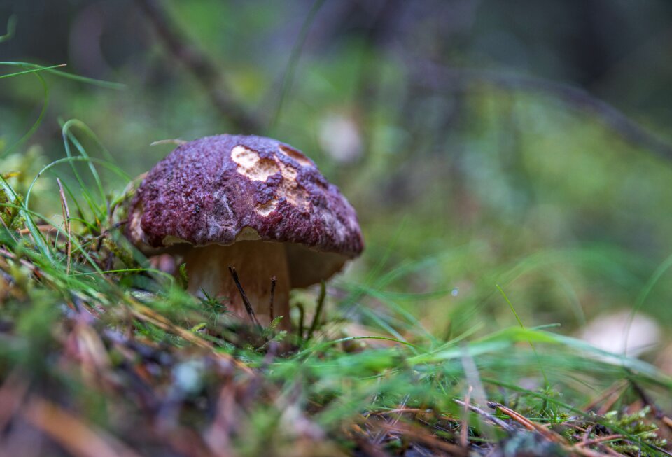 White mushroom krupnyj plan cap