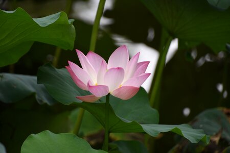 Flower close-up lotus leaf