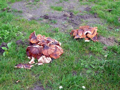 Pilz im Schlosspark Veitshöchheim, 2