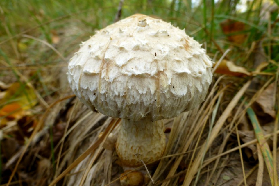 Pilz im Unteren Odertal