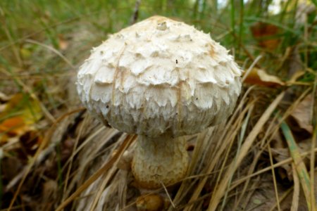 Pilz im Unteren Odertal