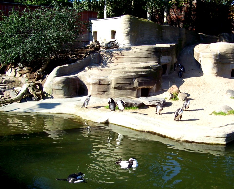 Pinguinfelsen im Zoo Leipzig