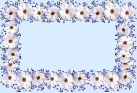 Daisies flowers decoration
