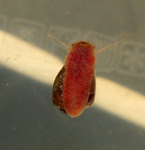 Planorbella-scalaris-Wasseroberfläche