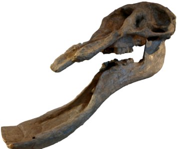Platybelodon grangeri-Paleozoological Museum Of China May 23 2008
