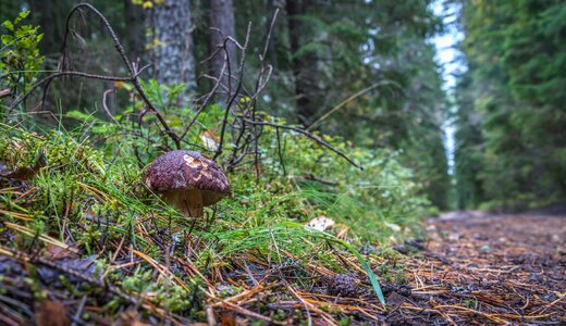 Mushroom on the side road photo