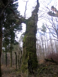 Prinzessingarten- Eiche bei Jesberg