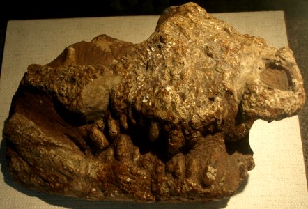 Protoalligator huiningensis (Paleozoological Museum of China, May 23, 2008)