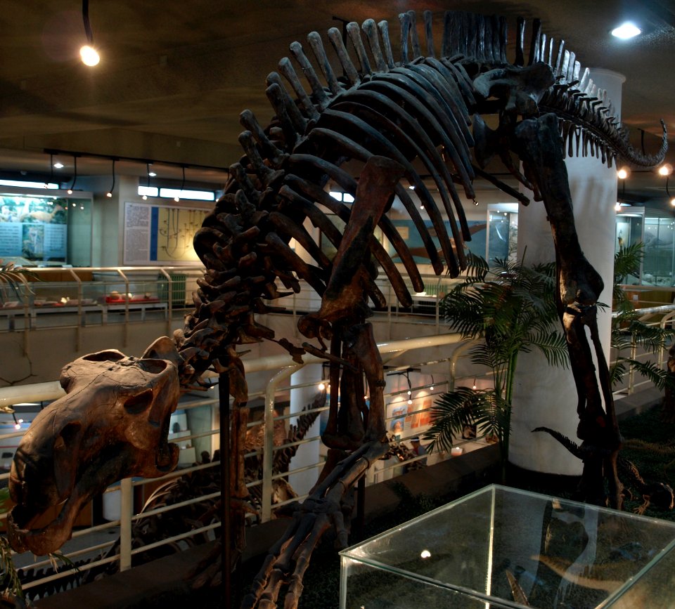 ProbactrosaurusGobiensis-PaleozoologicalMuseumOfChina-May23-08