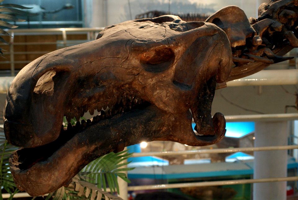 ProbactrosaurusGobiensis(Skull)-PaleozoologicalMuseumOfChina-May23-08