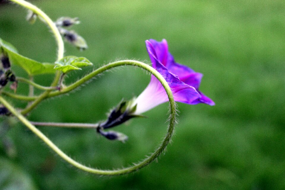 Blooming the delicacy plant