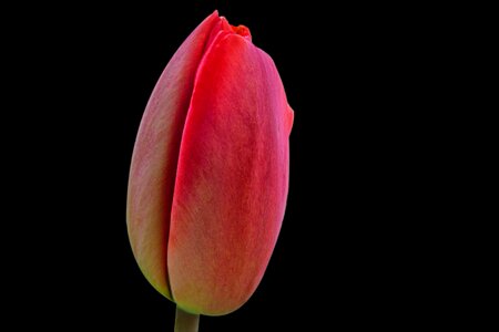 Tulip plant love